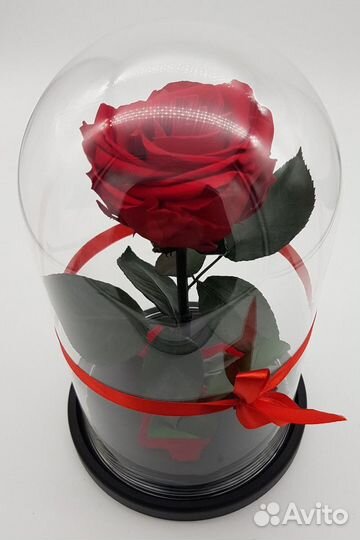 Самая большая вечная розы в колбе