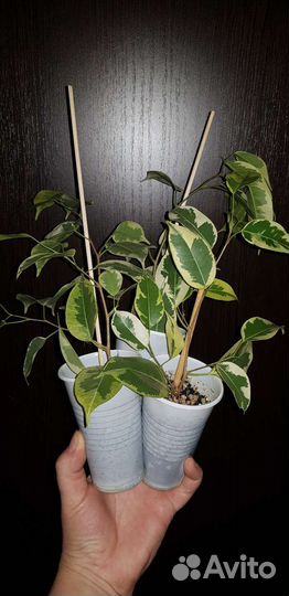 Фикус Голден Кинг