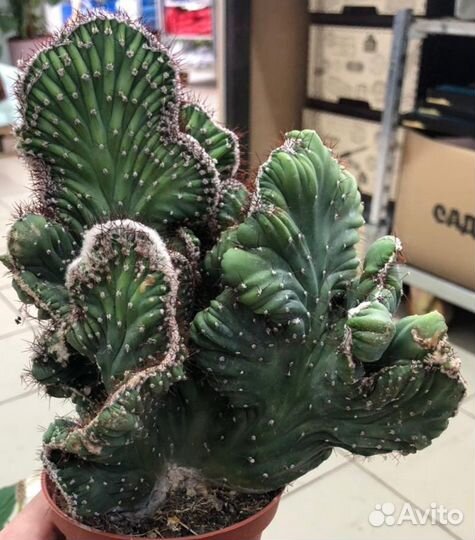 Кактусы и суккуленты