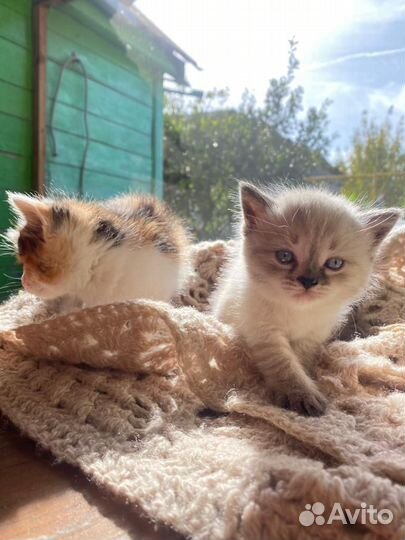 Котята в добрые руки
