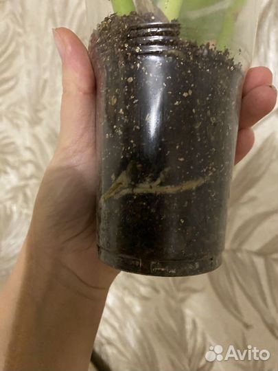 Филодендрон гигантум вариегатный