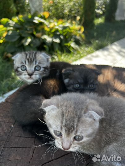 Вислоухие котята