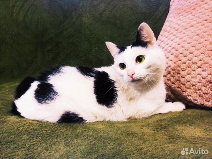 Кошечка в добрые руки