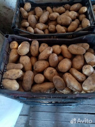 Домашний картофель сорт голанка