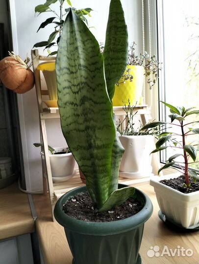 Сансевиерия и толстянка