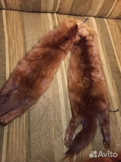 Шкурка соболя