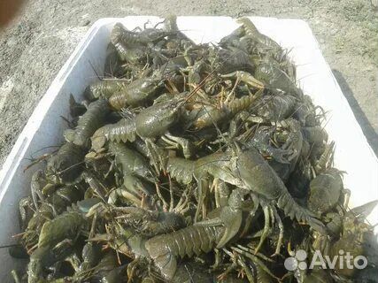 Раки опт