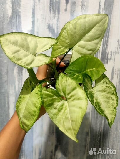 Сингониумы