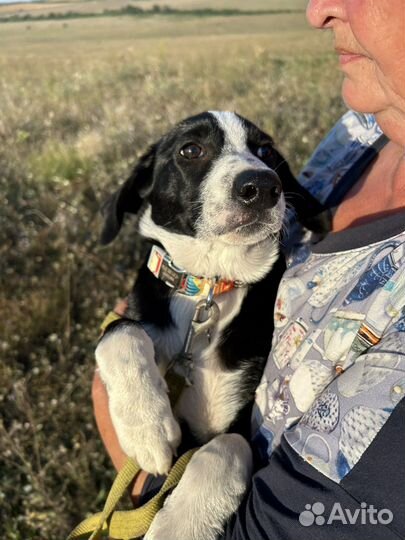 Щенок фенотип бордер колли