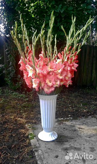 Продаются цветы гладиолусов