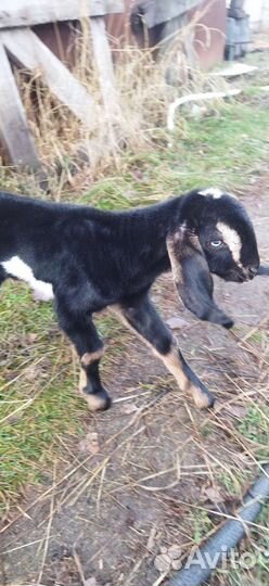 Камори. Битал. Нубийцы