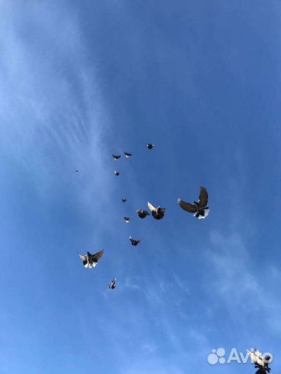 Николаевские голуби