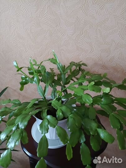 Декабрист, Денежное дерево