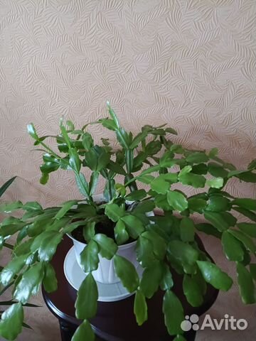 Декабрист, Денежное дерево