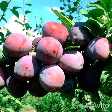 Саженцы сливы Кабардинка