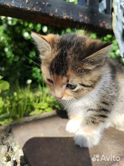 Трехцветный котенок девочка