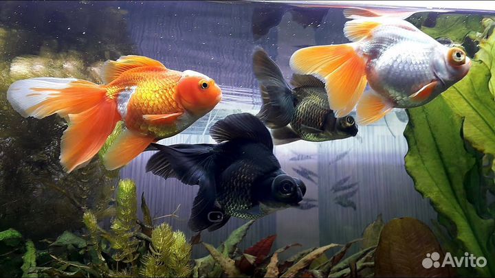 Передержка