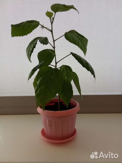 Драцена, фикус Бенджамина, гибискус