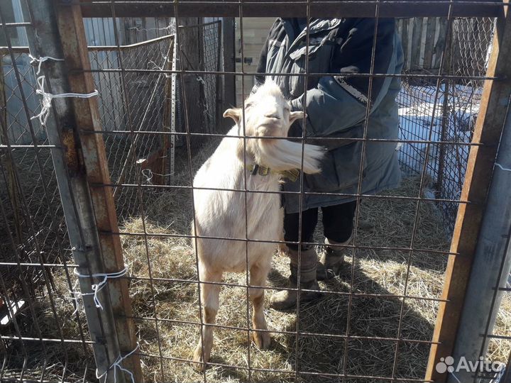 Вязка.Козел ламанча