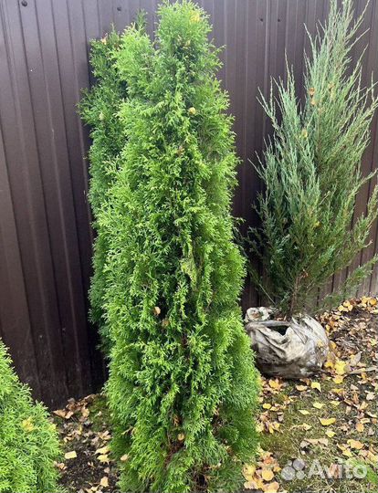 Туя Смарагд из питомника с доставкой