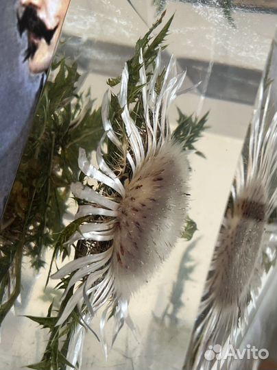 Букэнды/подставки для книг винтаж. Германия