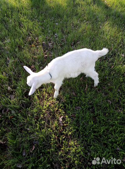Козлята