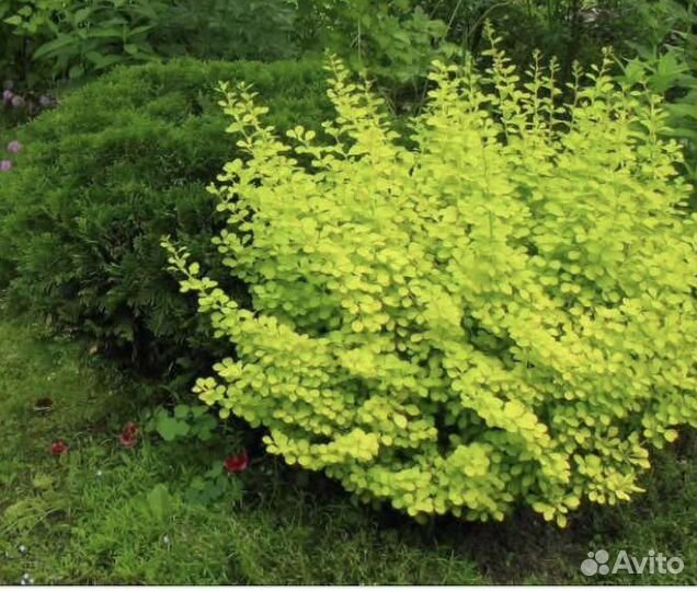 Барбарис Тунберга Ауреа