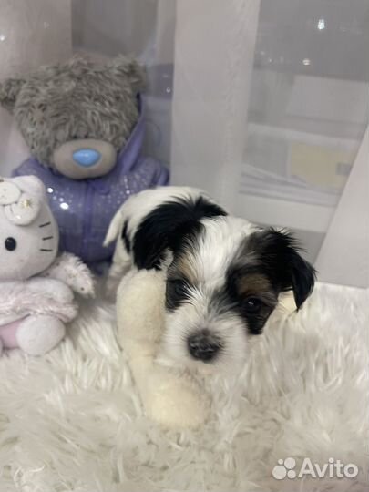 Щенки бивер йорка