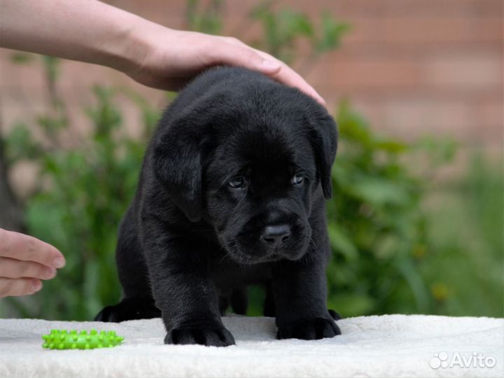 Лабродоры щенки питомник РКФ