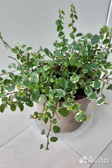 Фикус Пумила White sunny