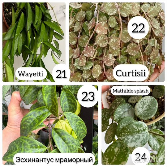 Хойя срезами