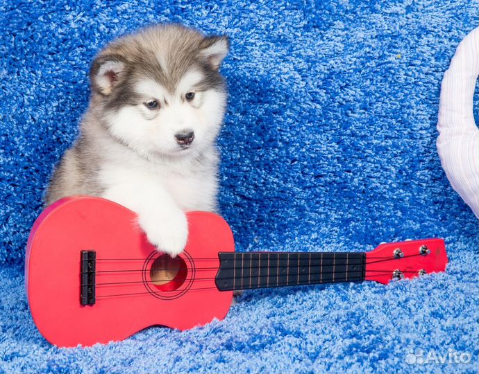 Аляскинский маламут