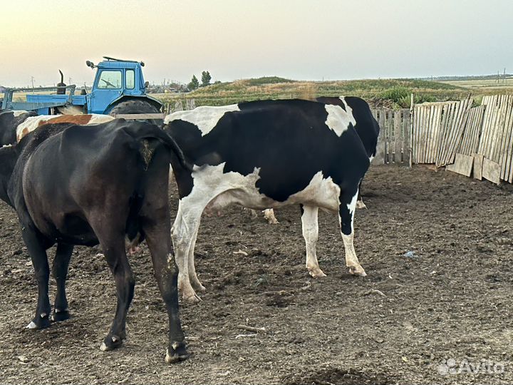 Корова дойные