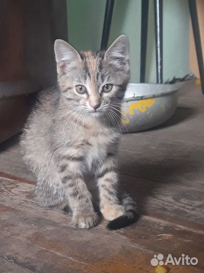 Отдам в добрые руки