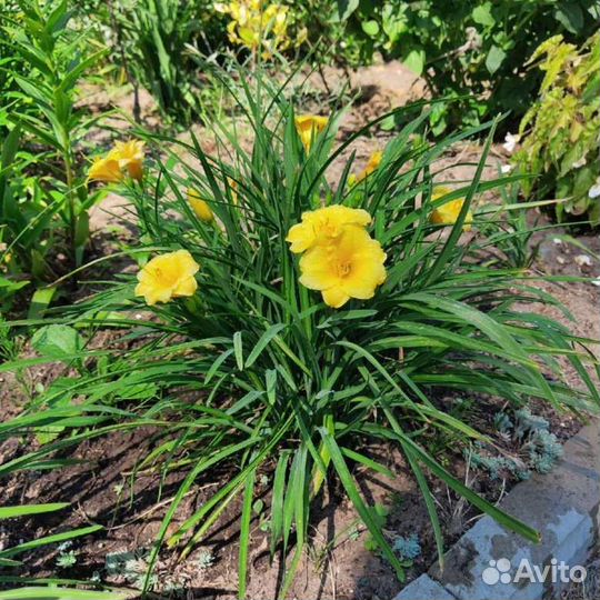 Лилейник низкорослый