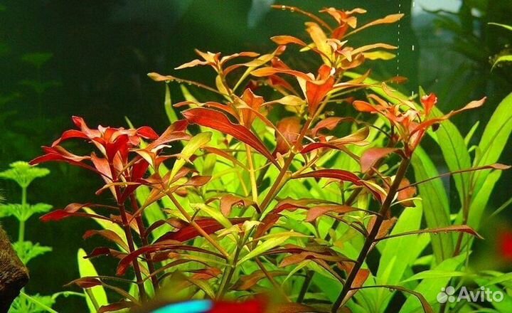 Аквариумные растения
