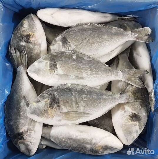 Рыба свежемороженая. Сибас и дорада