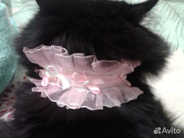 Продаю ошейник для животных