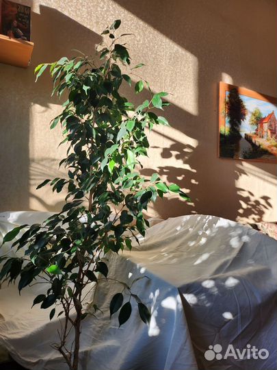 Фикус бенджамина большой