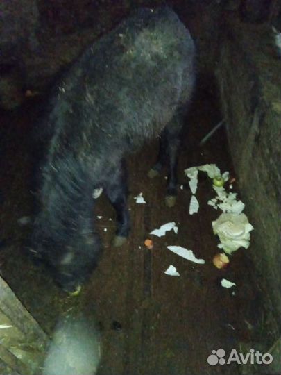 Кобыла миник