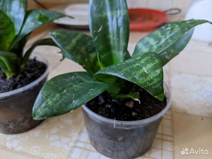 Сансевиерия