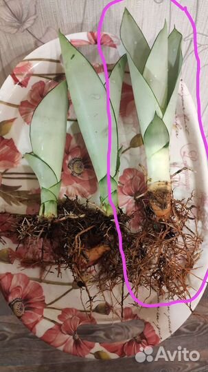 Сансевиерии коллекционные редкие