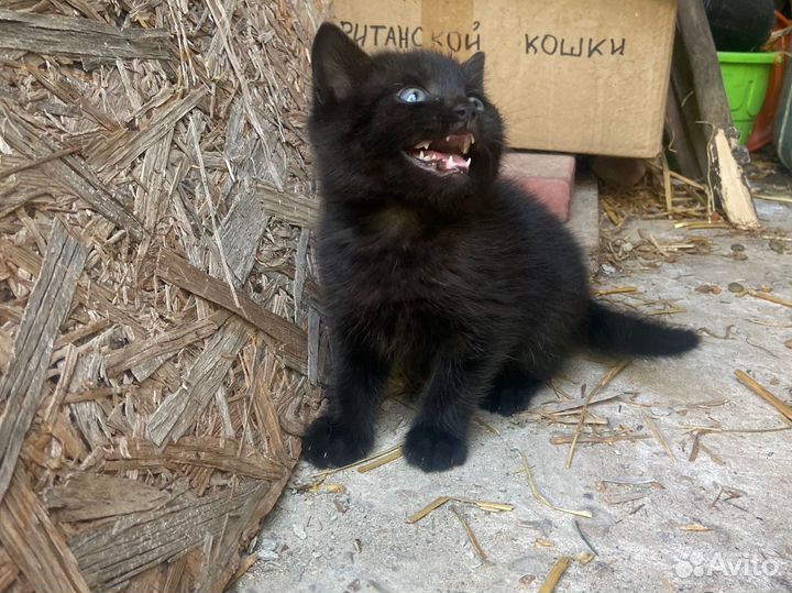 Котенок от британской кошки