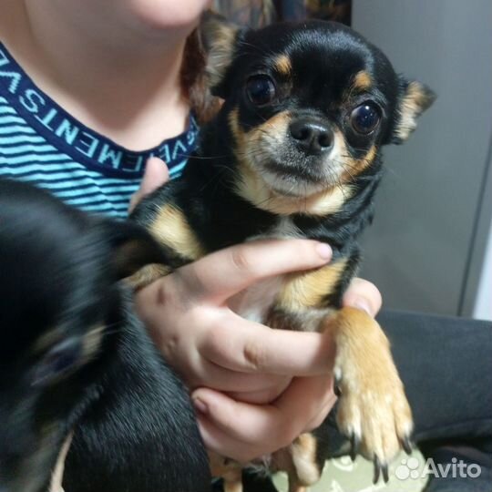 Щенки чихуахуа мини