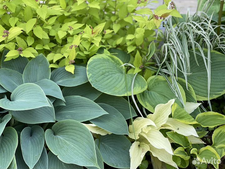 Хоста гибридная голубая Blue Cadet