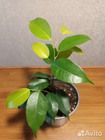 Сортовые фикусы