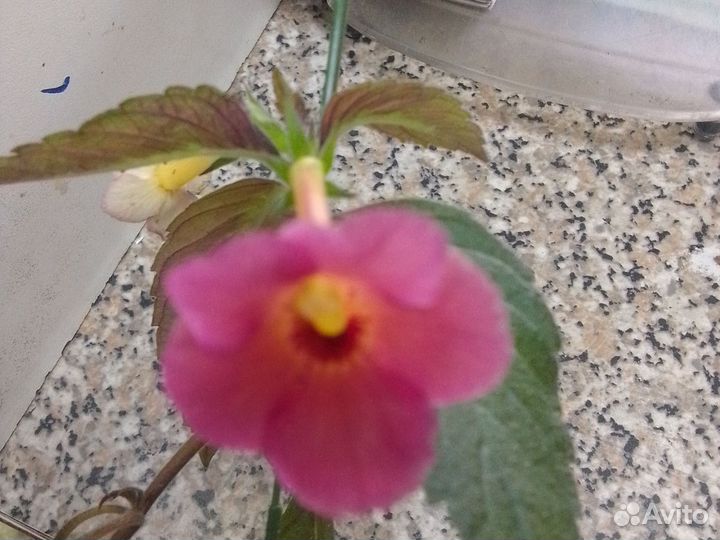 Цветы для души