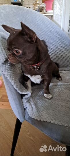 Вязка кобель чихуахуа