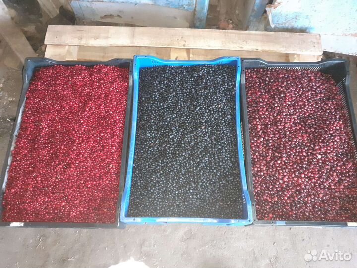 Клюква,брусника,черника,смородина