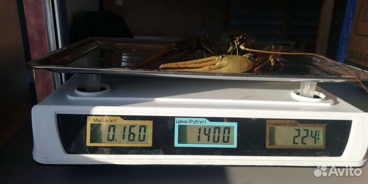 Живые раки, Варёные раки в Троицком районе